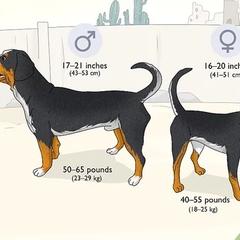 Entlebucher Mountain Dog Puppies from Feather Farm's Entles