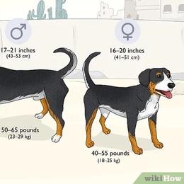 Entlebucher Mountain Dog Puppies from Feather Farm's Entles