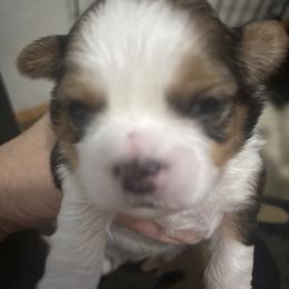 Shihtzu Maltese mix - Cream and white male Shih Tzu puppy in Manlius, New York from Dorothy Agrippino's Shih Tzus