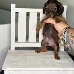 Slinky - Chocolate male Dachshund puppy in Maidsville, West Virginia from L&B Lowriders