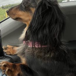 Tootsie - Dachshund