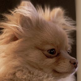 Pomeranians from Molly Poms