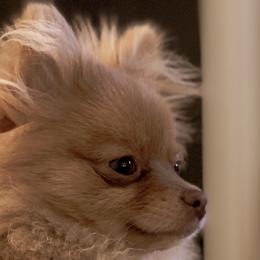 Pomeranians from Molly Poms