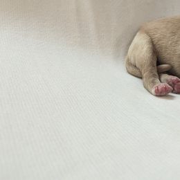 Dilute Retriever and Labrador Retriever Puppies from LC Hunting Labs, LLC.