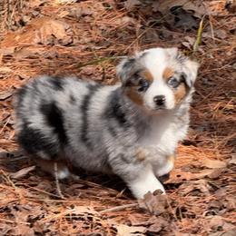 Twinkle- BMF - Blue merle female Australian Shepherd puppy in Nacogdoches, Texas from TK Standard, Mini, & Toy Aussies