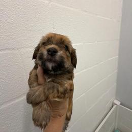 Blue collar - Red sable male Havanese puppy in Lakeland, Florida from Charlie’s Havanese Angels