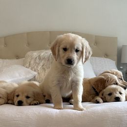 Golden Retriever Puppies from Goldens of Hope