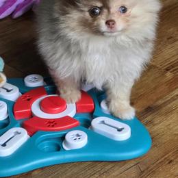 Faith - Pomeranian