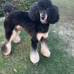 Rocco - Poodle