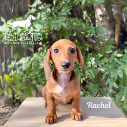 Rachel - Red female Dachshund puppy in Royse City, Texas from Truehearted Miniature Dachshunds