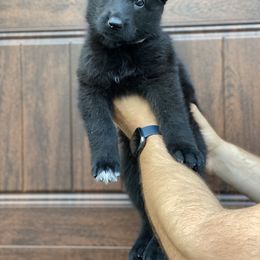 German Shepherd Puppies from Cave Canem German Shepherds
