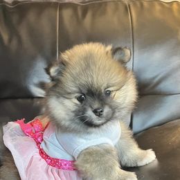 Pomeranians from Dolcebellezza’s Poms