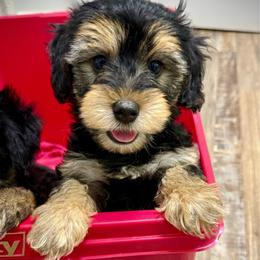 Boy 1 - Black and tan male Yorkipoo puppy in Danielsville, Georgia from Meg's Doodles and Poodles