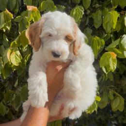Colin - Parti male Goldendoodle puppy in Barstow, California from Golden Desert Doodles