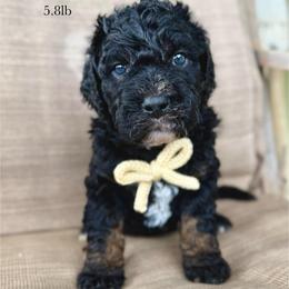Preacher - Tri-color male Bernedoodle puppy in Comanche, Texas from Central Texas Doodles, LLC.