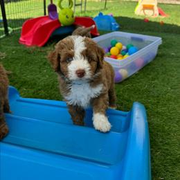 Apple Jack - Blue Collar - Red male Double Doodle puppy in Rowlett, Texas from Parrish Precious Ones Texas