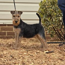 Welsh Terrier puppies from Dragon Shield Terriers