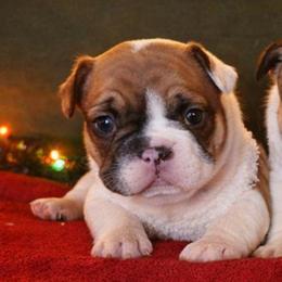 Boy 3 - Fawn and white male French Bulldog puppy in North Platte, Nebraska from Honey Hole Frenchies