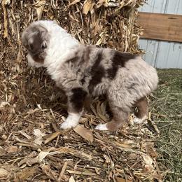 Miniature Australian Shepherd Puppies from Mid-Plains Mini Aussies