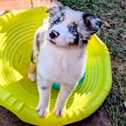 Girly - Blue merle female Australian Shepherd puppy in Arlington, Texas from Firelight Australian Shepherds