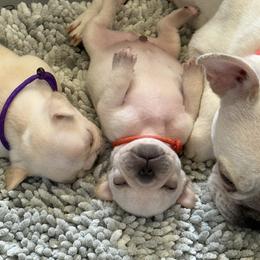 Mr Orange - Cream male French Bulldog puppy in Clinton, Tennessee from Summer Rose