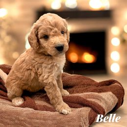 Belle - Apricot female Goldendoodle puppy in Hughesville, Maryland from Fox Run Farm