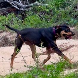 Cricket - Catahoula Leopard Dog