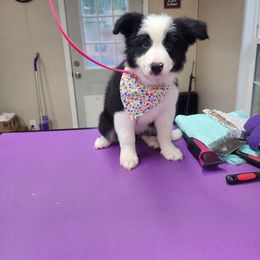 Border Collie Puppies from Gail Hutchinson's Border Collies