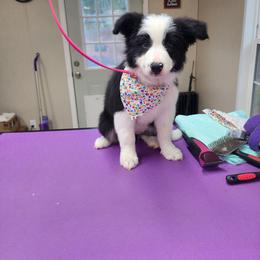 Border Collie Puppies from Gail Hutchinson's Border Collies