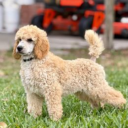 Gareth - Apricot male Poodle puppy in La Belle, Florida from Shieldwall Kennels