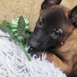 Orange - Fawn sable male Belgian Malinois puppy in Boise, Idaho from Wings of Freedom Retrievers and Malinois