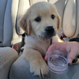 Lavendar collar - Light golden female Golden Retriever puppy in Brush Prairie, Washington from Paradise Peaks