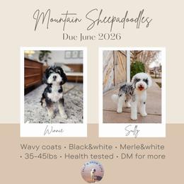 Sheepadoodle puppies from Salt & Snow Pups