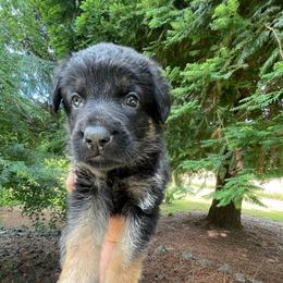 Sombrero - Bi-color male German Shepherd puppy in Oakland, Oregon from VHM German Shepherds