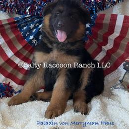 Paladin Von Merryman Haus - Black and red male German Shepherd puppy in Hillsboro, Indiana from Salty Raccoon Ranch German Shepherds