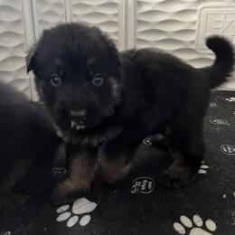 German Shepherd Puppies from RED’s German Shepherds