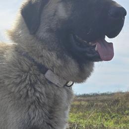 Bowser - Anatolian Shepherd Dog