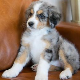 Buttercup - female Australian Mountain Doodle puppy in Lafayette, Missouri from Brick House Farm Doodles