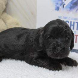 Lithium  yellow collar - Black female Australian Labradoodle puppy in Provo, Utah from EllsWORTH Labradoodles LLC