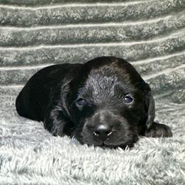 Obsidian - Black male Dachshund puppy in Biloxi, Mississippi from Southern Doxies