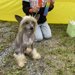 Houdini - Chinese Crested