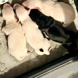 Dachshund Puppies from Libby’s Legacy Doxies