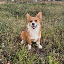 Daisy (sour cream) - Red female Pembroke Welsh Corgi puppy in Mc Cammon, Idaho from Sunny J Corgis and Mini Americans
