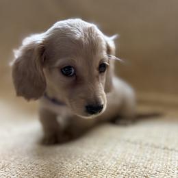 Dachshund Puppies from Winnie’s Doxies