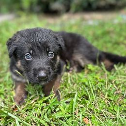 Epic - Black and tan male German Shepherd puppy in Ocala, Florida from Appleridge German Shepherds