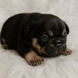 Boy 2 - Black and tan male French Bulldog puppy in Euless, Texas from Moki&Mello