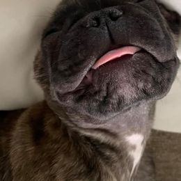 French Bulldogs and Great Danes from Pink Star Danes and French Bulldogs