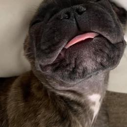 French Bulldogs and Great Danes from Pink Star Danes and French Bulldogs