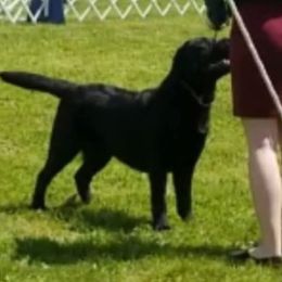 Labrador Retriever Puppies from Sound View Labradors East