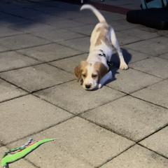 English Setter Puppies from Morgan-Hunter’s Pups